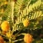  Dessì ROBERTO - Acacia farnesiana (L.) Willd. [1806]
