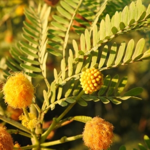  - Acacia farnesiana (L.) Willd. [1806]