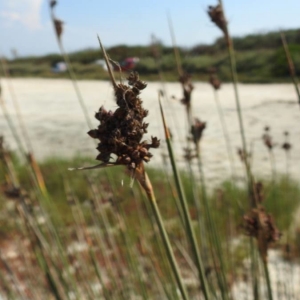 Photographie n°2224712 du taxon Juncus acutus L. [1753]