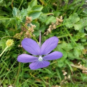 Photographie n°2224740 du taxon Viola cornuta L. [1763]