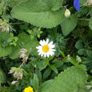 Photographie n°2224741 du taxon Bellis perennis L. [1753]