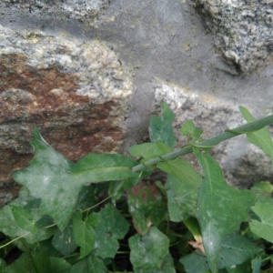 Photographie n°2224769 du taxon Lactuca muralis (L.) Gaertn. [1791]