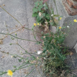 Photographie n°2224799 du taxon Sonchus oleraceus L. [1753]