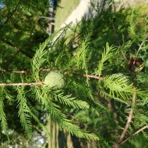 Photographie n°2224807 du taxon Taxodium distichum (L.) Rich. [1810]