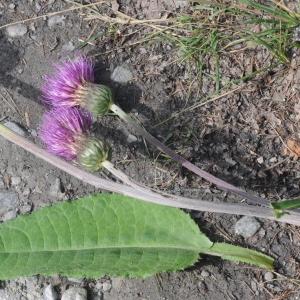 Photographie n°2224861 du taxon Cirsium heterophyllum (L.) Hill [1768]