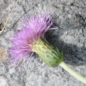 Photographie n°2224862 du taxon Cirsium heterophyllum (L.) Hill [1768]