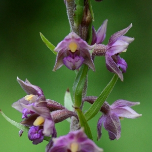 Photographie n°2224868 du taxon Epipactis atrorubens (Hoffm.) Besser [1809]