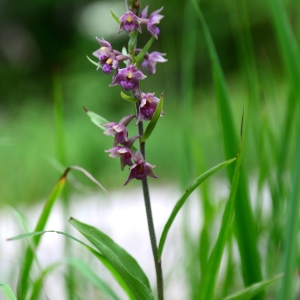 Photographie n°2224874 du taxon Epipactis atrorubens (Hoffm.) Besser [1809]