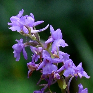 Photographie n°2224878 du taxon Gymnadenia conopsea (L.) R.Br. [1813]