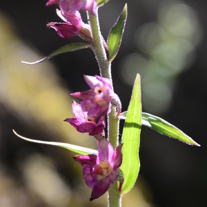 Photographie n°2224888 du taxon Epipactis atrorubens (Hoffm.) Besser [1809]