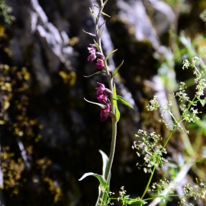 Photographie n°2224890 du taxon Epipactis atrorubens (Hoffm.) Besser [1809]