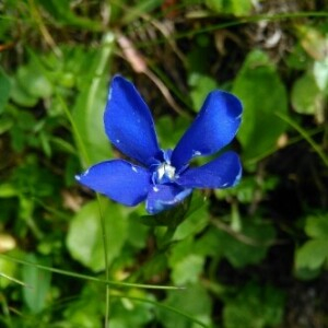 Photographie n°2224950 du taxon Gentiana bavarica L. [1753]