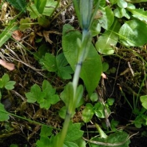 Photographie n°2224951 du taxon Gentiana bavarica L. [1753]