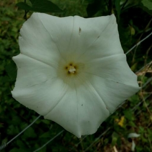 Photographie n°2224995 du taxon Convolvulus sepium L. [1753]