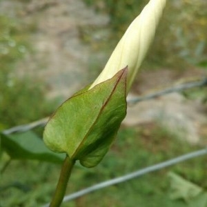 Photographie n°2224998 du taxon Convolvulus sepium L. [1753]