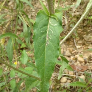 Photographie n°2225019 du taxon Picris hieracioides L. [1753]