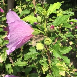 Photographie n°2225038 du taxon Hibiscus syriacus L. [1753]