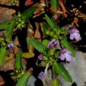 Photographie n°2225040 du taxon Galeopsis angustifolia Ehrh. ex Hoffm. [1804]