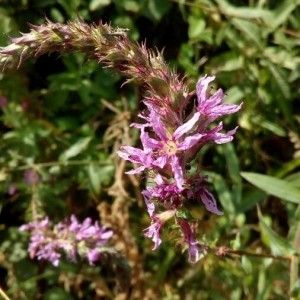 Photographie n°2225076 du taxon Lythrum salicaria L. [1753]