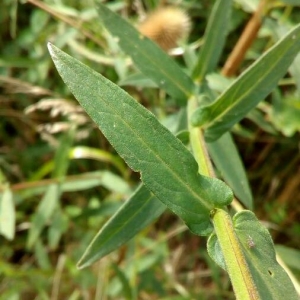 Photographie n°2225079 du taxon Lythrum salicaria L. [1753]