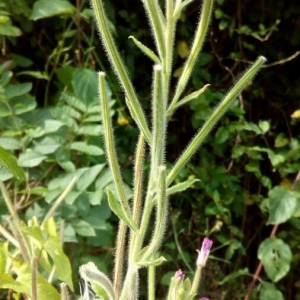 Photographie n°2225081 du taxon Epilobium hirsutum L. [1753]