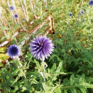 Photographie n°2225152 du taxon Echinops ritro L. [1753]