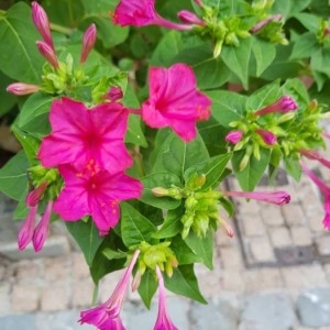 Photographie n°2225168 du taxon Mirabilis jalapa L. [1753]