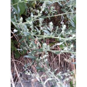 Artemisia ludoviciana Nutt. (Western Mugwort)