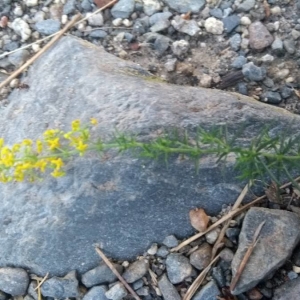 Photographie n°2225193 du taxon Galium verum L. [1753]