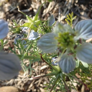 Photographie n°2225210 du taxon Nigella arvensis L. [1753]