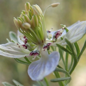 Photographie n°2225212 du taxon Nigella arvensis L. [1753]