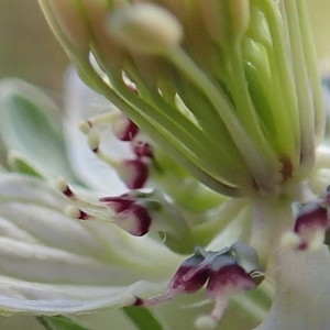 Photographie n°2225213 du taxon Nigella arvensis L. [1753]