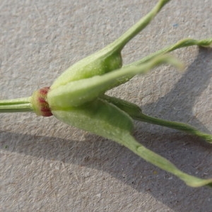 Photographie n°2225214 du taxon Nigella arvensis L. [1753]