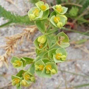 Photographie n°2225239 du taxon Euphorbia paralias L. [1753]