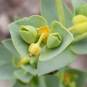 Photographie n°2225240 du taxon Euphorbia paralias L. [1753]