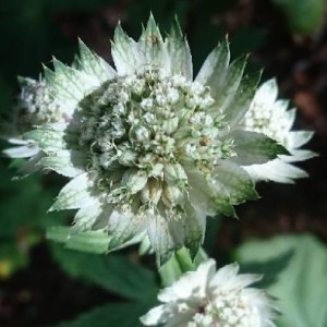 Photographie n°2225306 du taxon Astrantia major L. [1753]