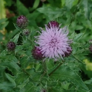 Photographie n°2225310 du taxon Cirsium arvense (L.) Scop. [1772]