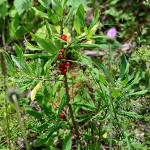 Photographie n°2225316 du taxon Daphne mezereum L. [1753]