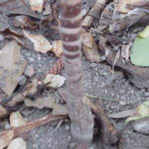 Photographie n°2225326 du taxon Cordyline australis (G.Forst.) Endl. [1833]