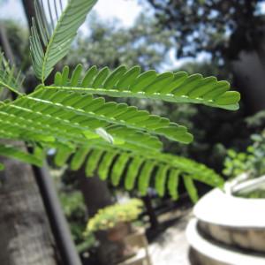 Photographie n°2225346 du taxon Delonix regia (Bojer) Raf. [1837]