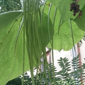 Photographie n°2225376 du taxon Catalpa bignonioides Walter [1788]