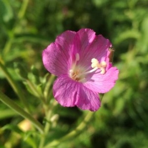 Photographie n°2225397 du taxon Epilobium hirsutum L. [1753]