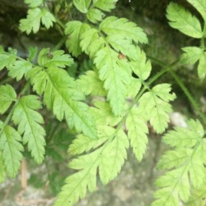 Photographie n°2225398 du taxon Apiaceae 