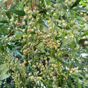Photographie n°2225436 du taxon Artemisia vulgaris L. [1753]