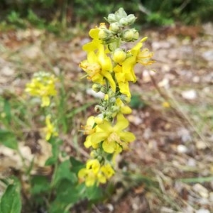 Photographie n°2225463 du taxon Verbascum lychnitis L. [1753]