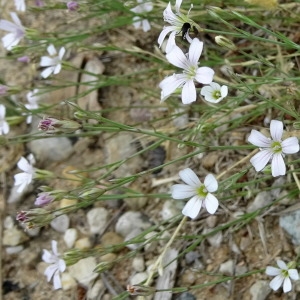 Photographie n°2225471 du taxon Petrorhagia saxifraga (L.) Link [1829]