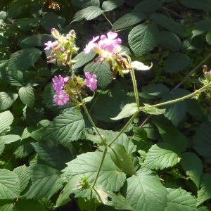 Photographie n°2225480 du taxon Silene dioica var. dioica