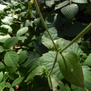 Photographie n°2225481 du taxon Silene dioica var. dioica