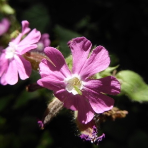 Photographie n°2225482 du taxon Silene dioica var. dioica