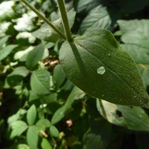 Photographie n°2225483 du taxon Silene dioica var. dioica